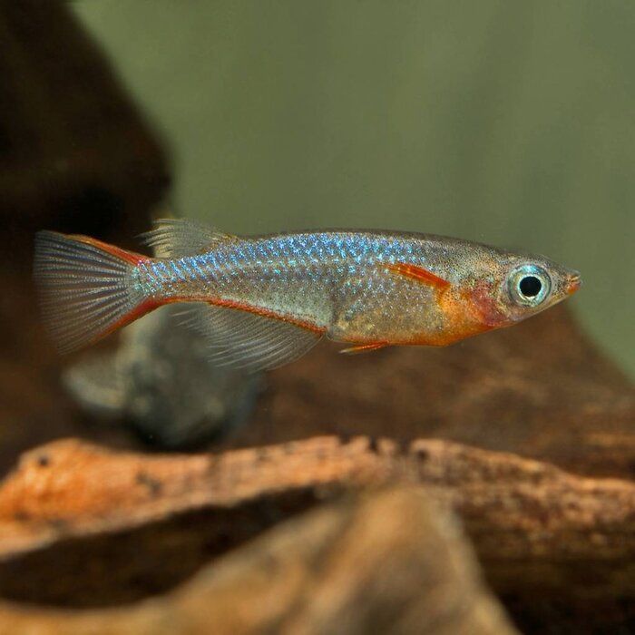 Oryzias Woworae - Daisy's Rijstvisje