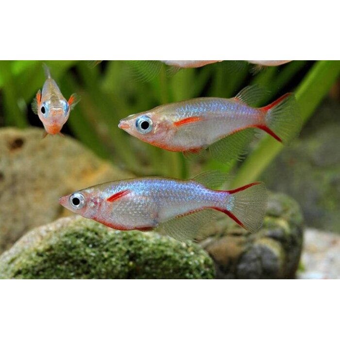 Oryzias Woworae - Daisy's Rijstvisje