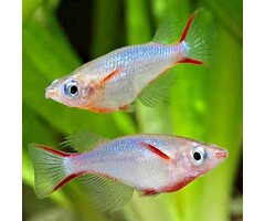 Oryzias Woworae - Daisy's Rijstvisje