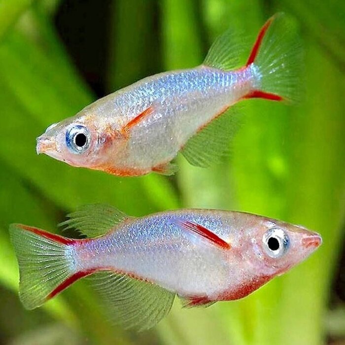 Oryzias Woworae - Daisy's Rijstvisje