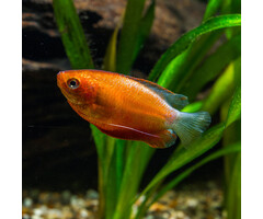 Trichogaster Labiosa - Diklip Gourami