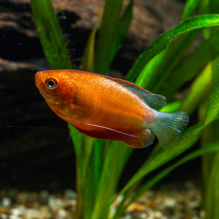 Trichogaster Labiosa - Diklip Gourami