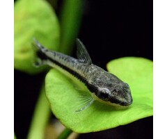Otocinclus Affinis - Dwerg Algeneter