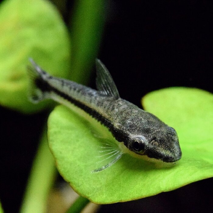 Otocinclus Affinis - Dwerg Algeneter