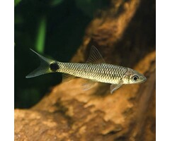 Crossocheilus Reticulatus - Grondbarbeel