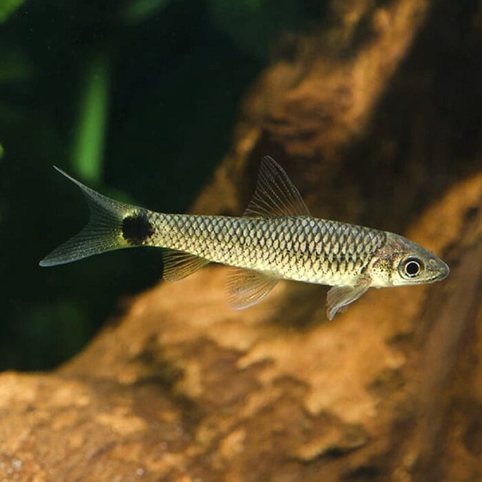 Crossocheilus Reticulatus - Grondbarbeel