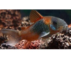 Corydoras Venezuela Orange