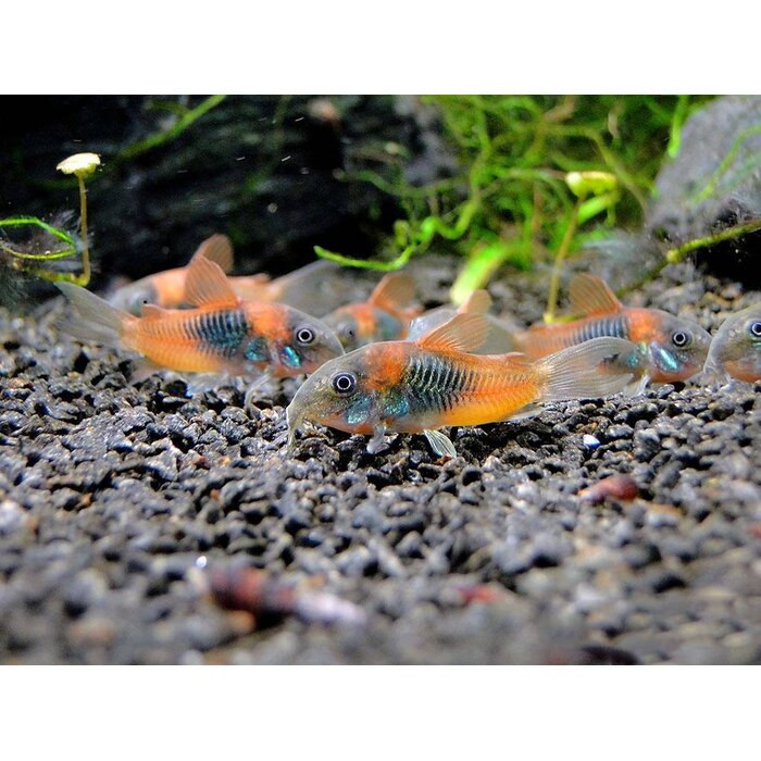 Corydoras Venezuela Orange