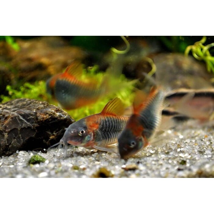 Corydoras Venezuela Orange