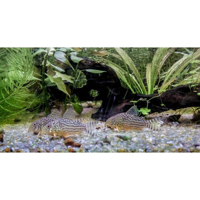 Corydoras Sterbai