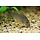 Corydoras Sterbai