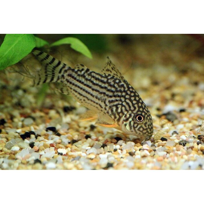 Corydoras Sterbai