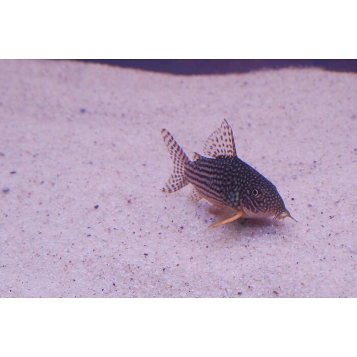 Corydoras Sterbai
