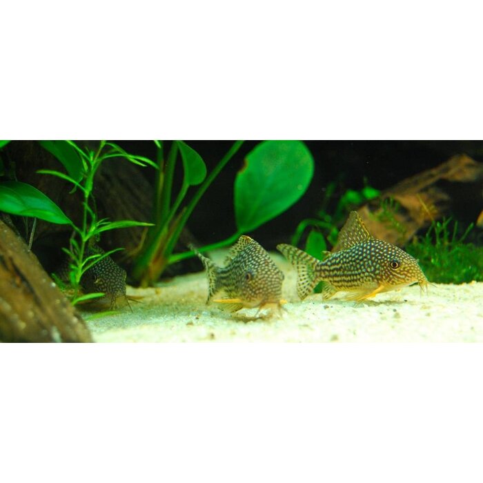 Corydoras Sterbai