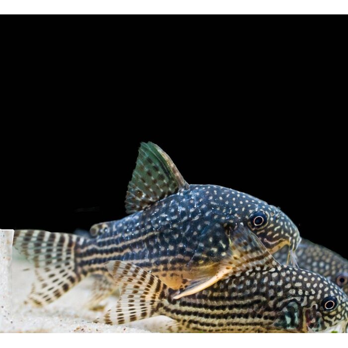 Corydoras Sterbai