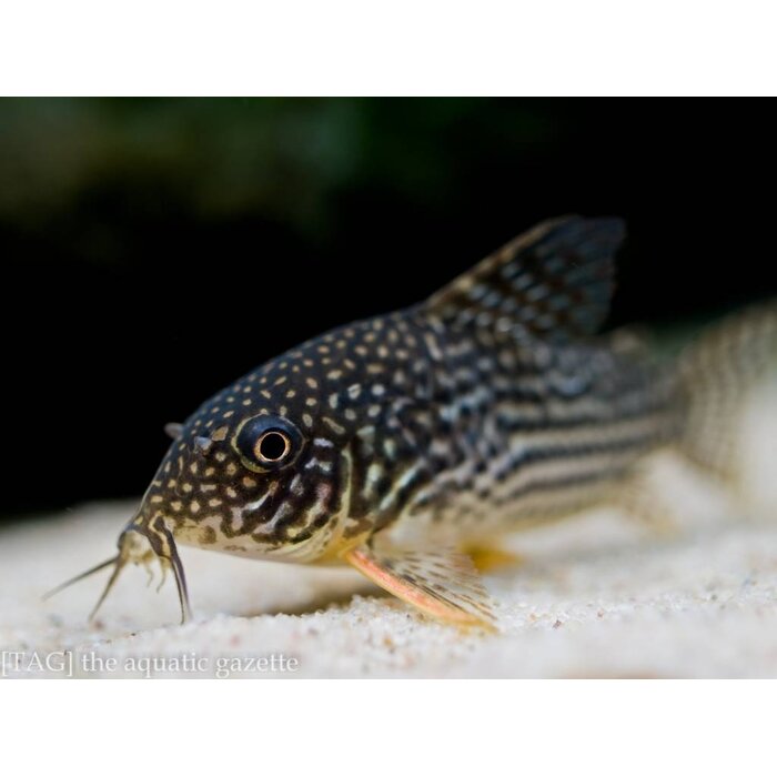 Corydoras Sterbai