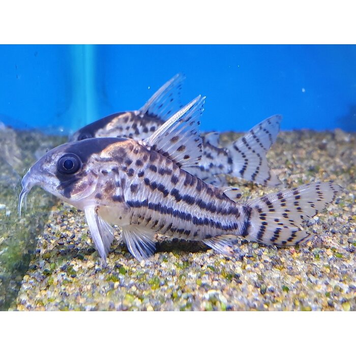 Corydoras Schwartzi