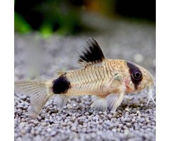 Corydoras Panda