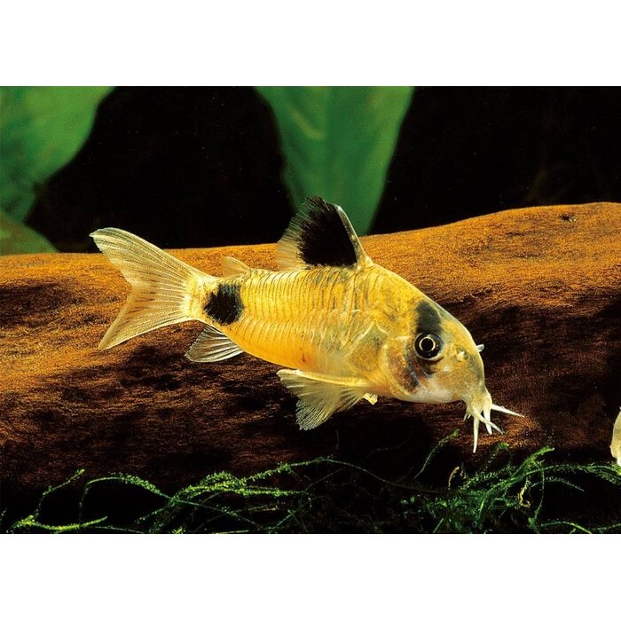 Corydoras Panda