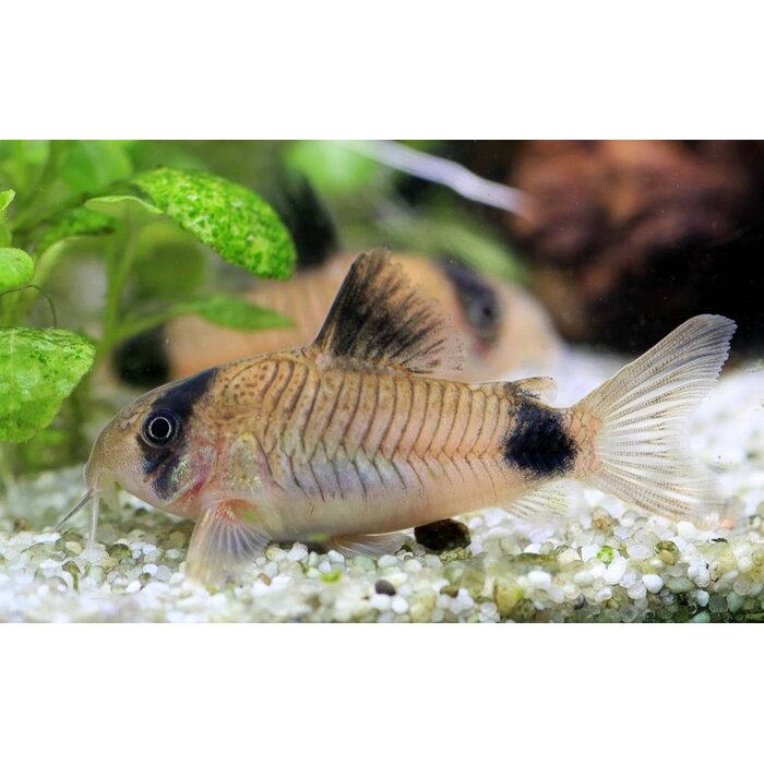 Corydoras Panda