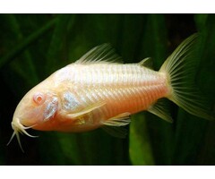 Corydoras Paleatus Albino