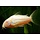 Corydoras Paleatus Albino