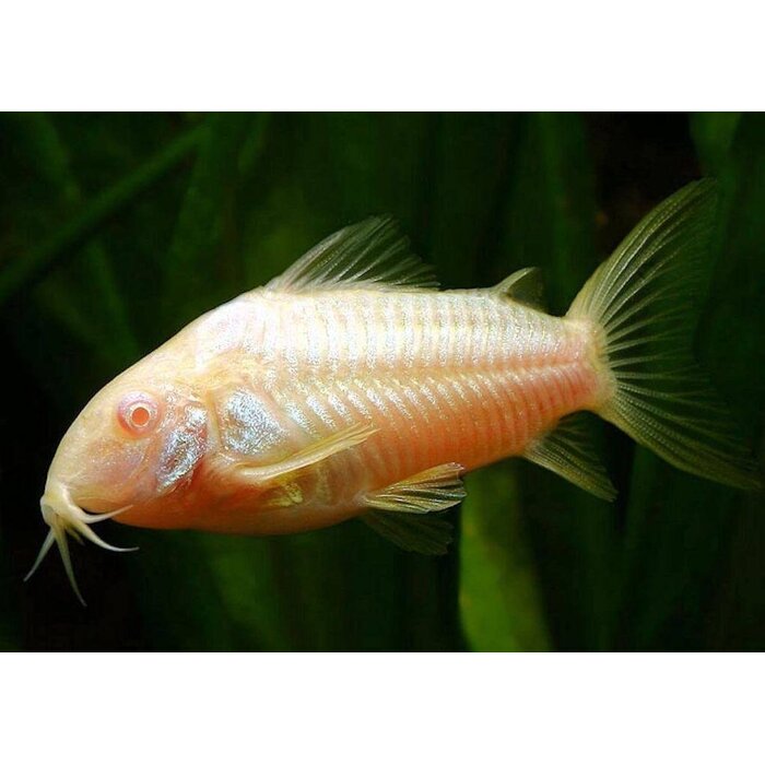 Corydoras Paleatus Albino