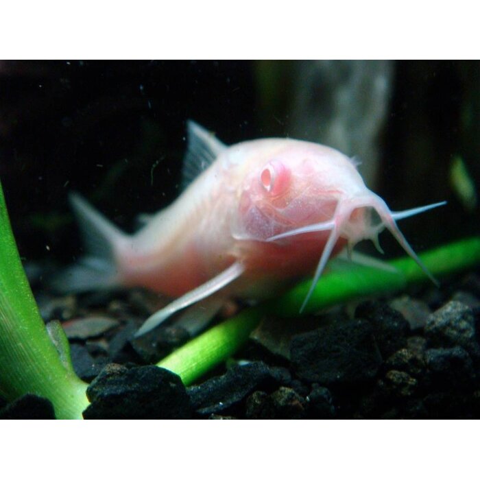 Corydoras Paleatus Albino