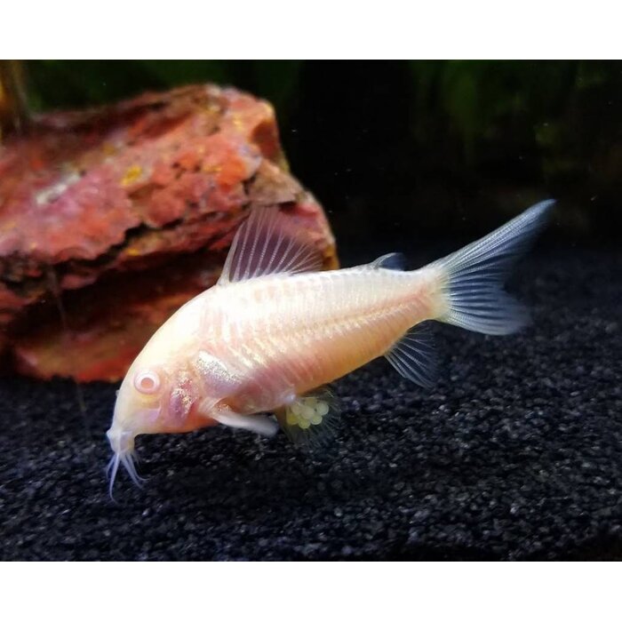 Corydoras Paleatus Albino