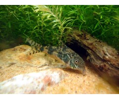Corydoras Paleatus