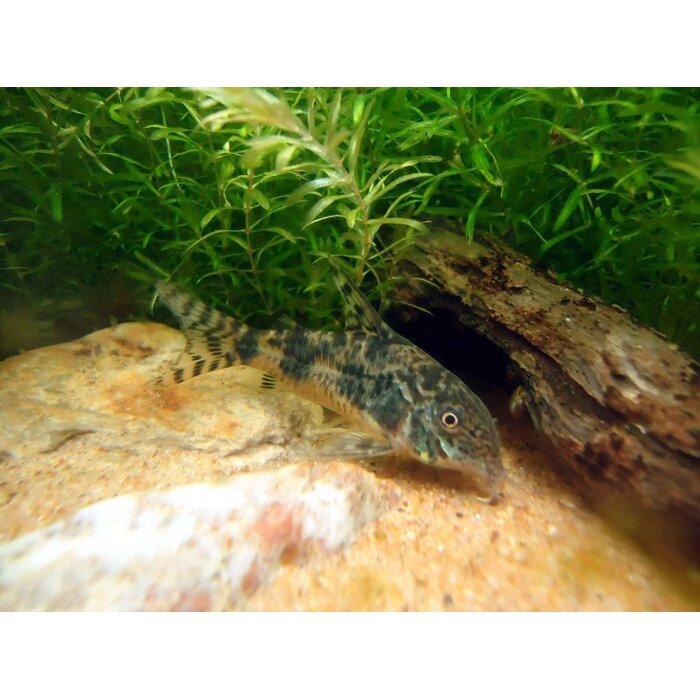 Corydoras Paleatus