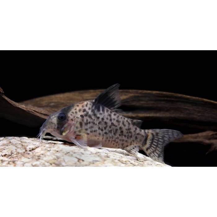 Corydoras Leucomelas