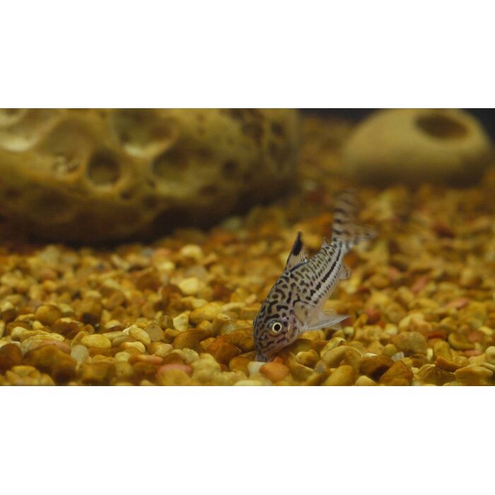 Corydoras Julii