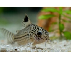 Corydoras Julii