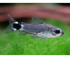 Corydoras Hastatus - Dwerg Corydoras