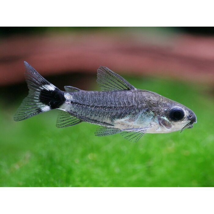 Corydoras Hastatus - Dwerg Corydoras
