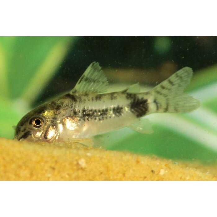 Corydoras Habrosus