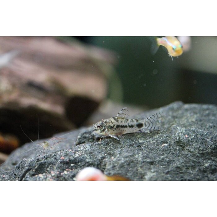 Corydoras Habrosus