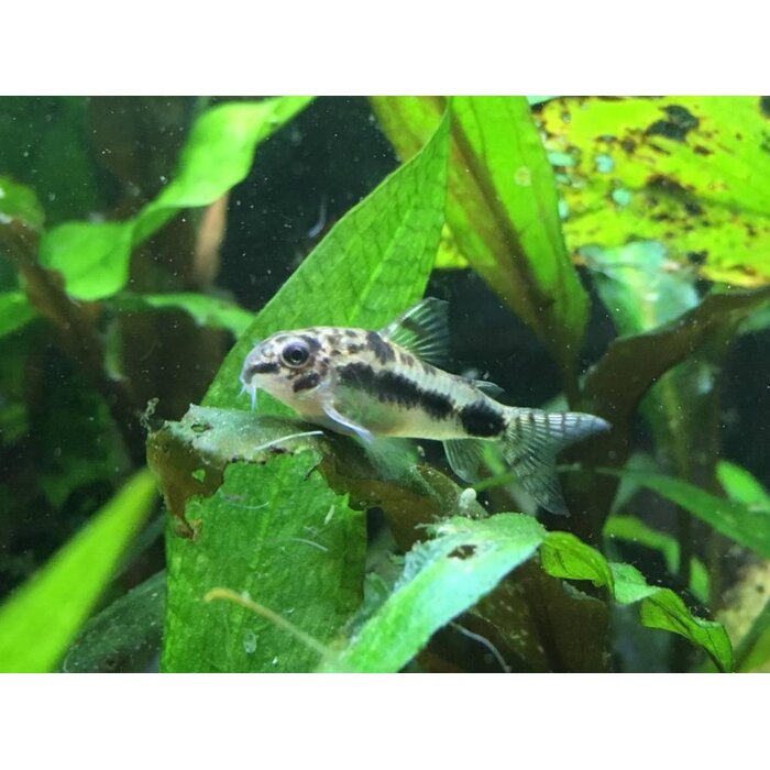 Corydoras Habrosus