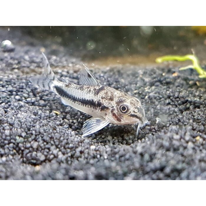 Corydoras Habrosus