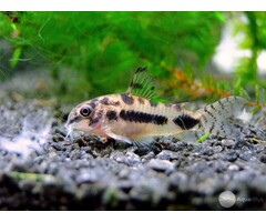 Corydoras Habrosus