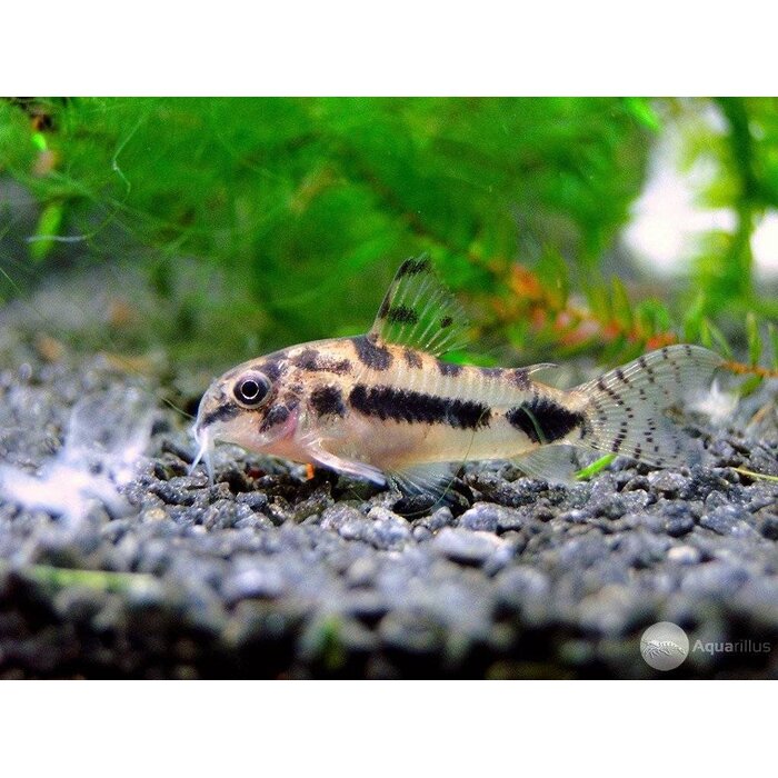 Corydoras Habrosus