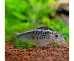 Corydoras Elegans