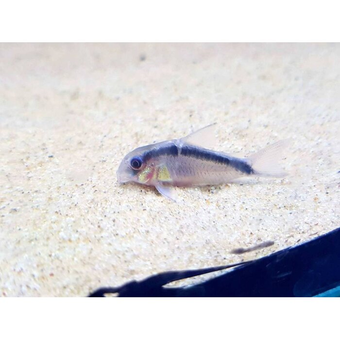Corydoras Arcuatus