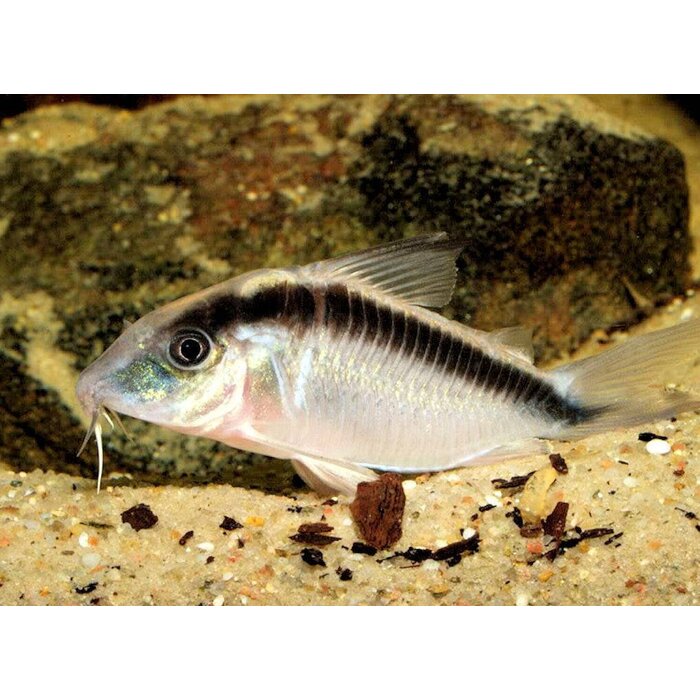 Corydoras Arcuatus