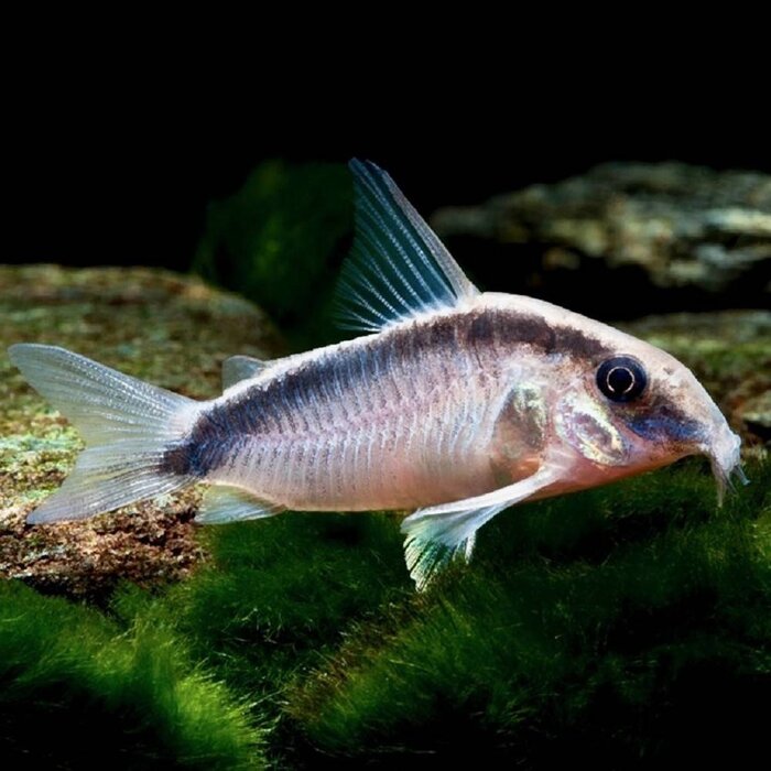 Corydoras Arcuatus