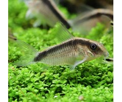 Corydoras Arcuatus
