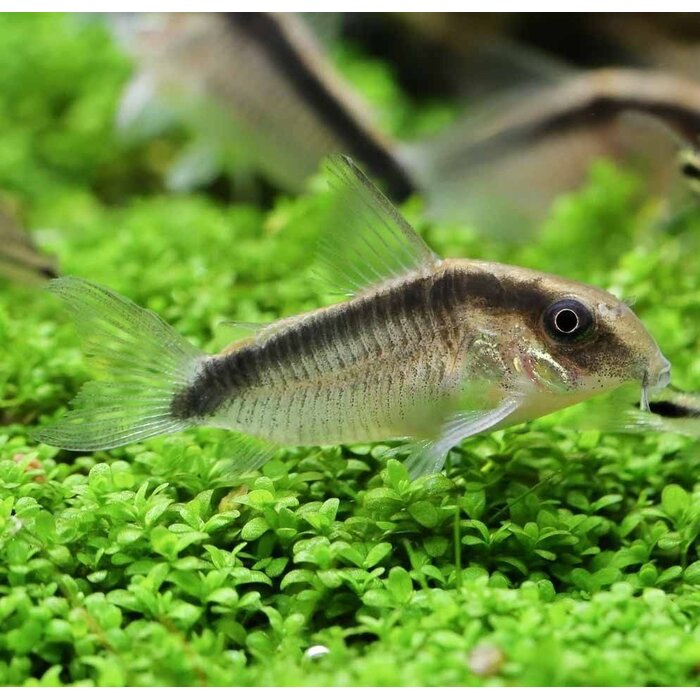 Corydoras Arcuatus
