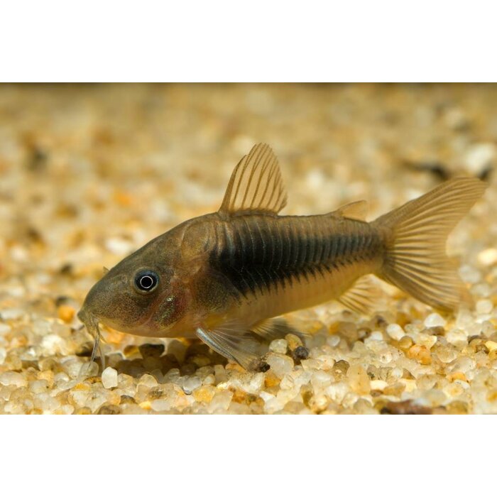 Corydoras Aeneus