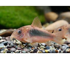 Corydoras Aeneus
